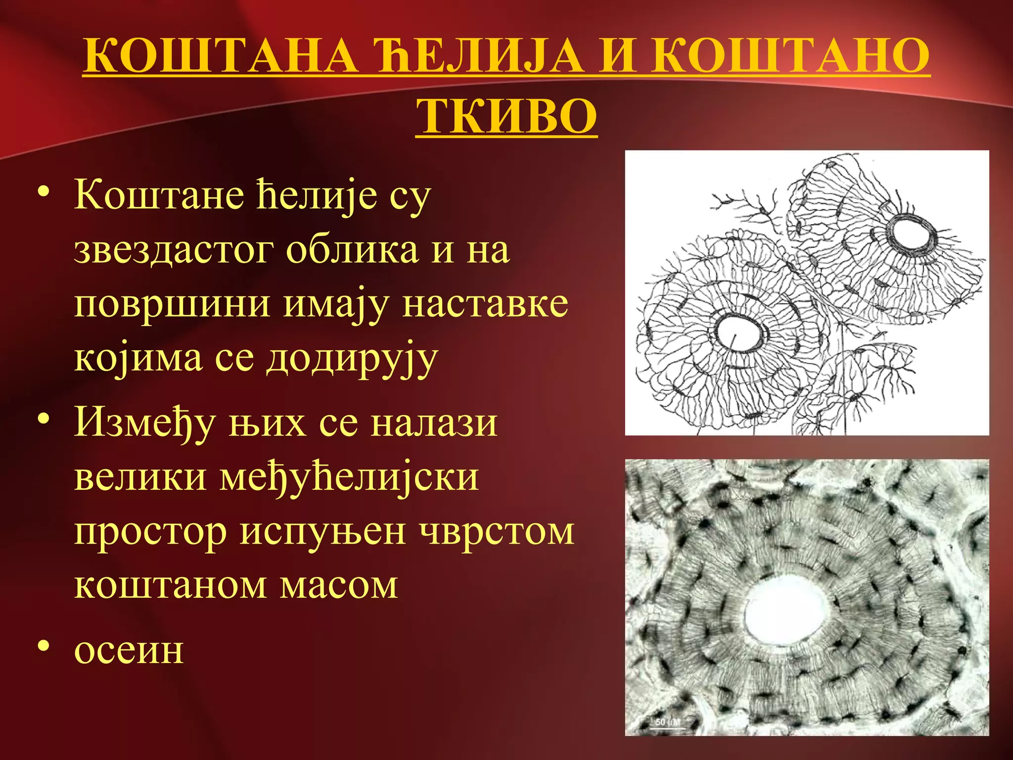 КОШТАНА ЋЕЛИЈА И КОШТАНО
ТКИВО
• Коштане ћелије су
звездастог облика и на
површини имају наставке
којима се додирују
• Између њих се налази
велики међућелијски
простор испуњен чврстом
коштаном масом
• осеин
 