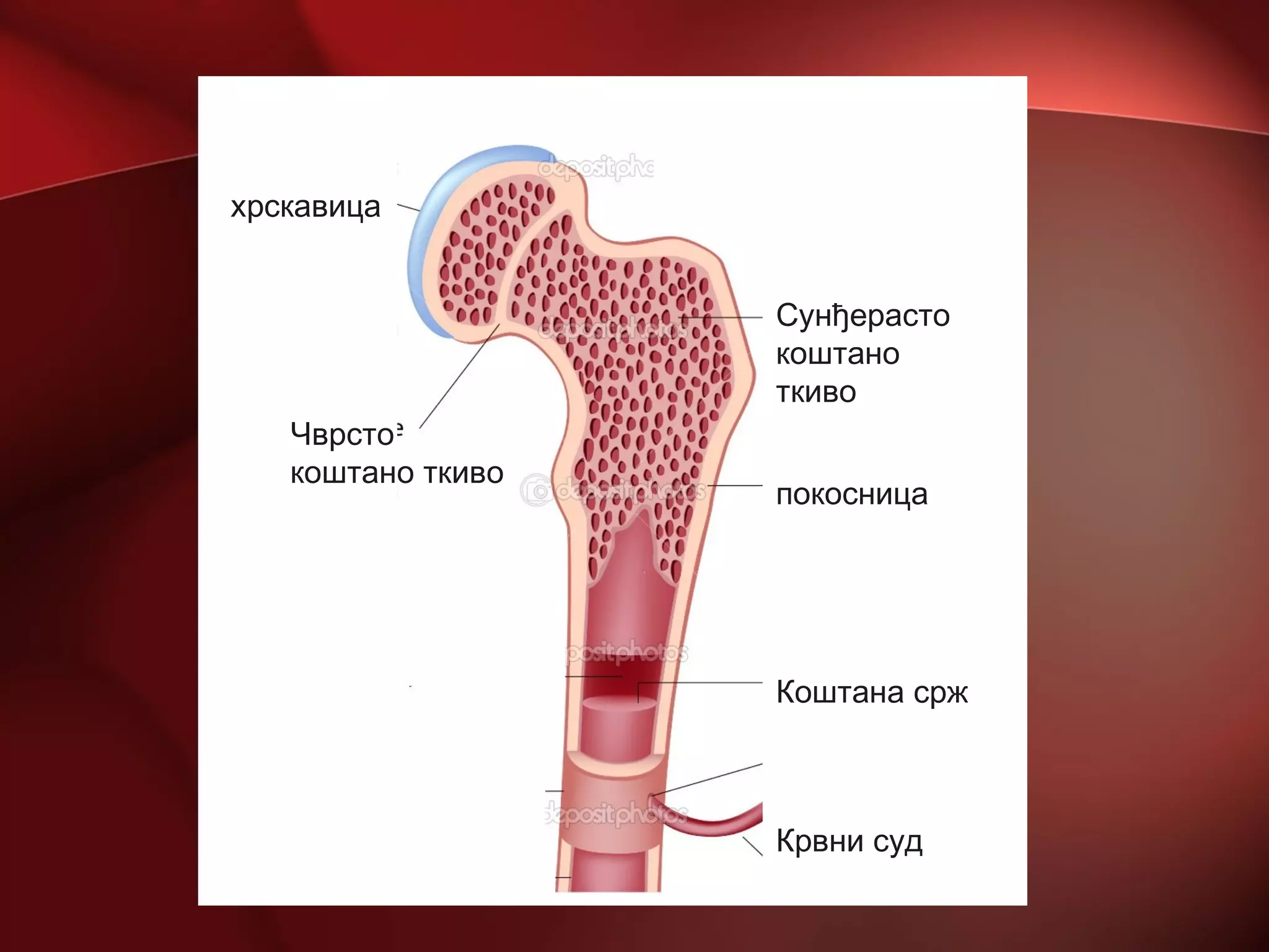 покосница
Сунђерасто
коштано
ткиво
хрскавица
Чврсто
коштано ткиво
Коштана срж
Крвни суд
 