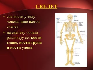 СКЕЛЕТ
• све кости у телу
човека чине његов
скелет
• на скелету човека
разликују се: кости
главе, кости трупа
и кости удова
 