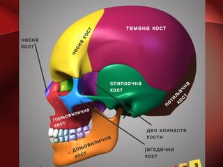 потиљ
ачна
кост
темена кост
чеона
кост
слепоочна
кост
део клинасте
кости
јагодична
кост
доњовилична
кост
горњовилична
кост
носна
кост
 