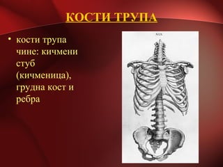 КОСТИ ТРУПА
• кости трупа
чине: кичмени
стуб
(кичменица),
грудна кост и
ребра
 
