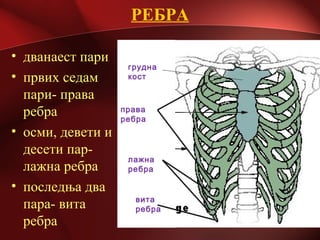 РЕБРА
• дванаест пари
• првих седам
пари- права
ребра
• осми, девети и
десети пар-
лажна ребра
• последња два
пара- вита
ребра
грудна
кост
права
ребра
лажна
ребра
вита
ребра
 