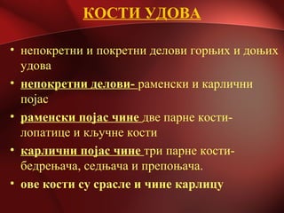 КОСТИ УДОВА
• непокретни и покретни делови горњих и доњих
удова
• непокретни делови- раменски и карлични
појас
• раменски појас чине две парне кости-
лопатице и кључне кости
• карлични појас чине три парне кости-
бедрењача, седњача и препоњача.
• ове кости су срасле и чине карлицу
 