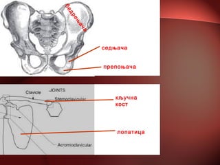бедрењ
ача
седњача
препоњача
кључна
кост
лопатица
 