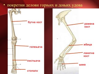 • покретни делови горњих и доњих удова
бутна кост
голењача
листњача
стопало
рамена
кост
жбица
лакатна
кост
шака
 