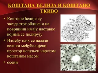 КОШТАНА ЋЕЛИЈА И КОШТАНО
ТКИВО
• Коштане ћелије су
звездастог облика и на
површини имају наставке
којима се додирују
• Између њих се налази
велики међућелијски
простор испуњен чврстом
коштаном масом
• осеин
 