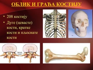 ОБЛИК И ГРАЂА КОСТИЈУ
• 208 костију
• Дуге (цевасте)
кости, кратке
кости и пљоснате
кости
 