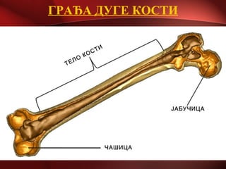 ГРАЂА ДУГЕ КОСТИ
ЧАШИЦА
ЈАБУЧИЦА
ТЕЛО
КОСТИ
 