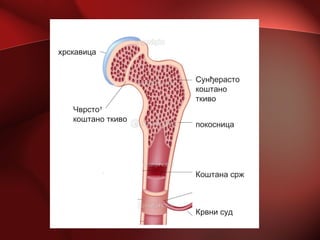 покосница
Сунђерасто
коштано
ткиво
хрскавица
Чврсто
коштано ткиво
Коштана срж
Крвни суд
 