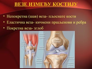 ВЕЗЕ ИЗМЕЂУ КОСТИЈУ
• Непокретна (шав) веза- пљоснате кости
• Еластична веза- кичмени пршљенови и ребра
• Покретна веза- зглоб
 
