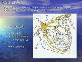 I- Giải phẫu:I- Giải phẫu:
• Dây thần kinh sinh ba hay còn gọi là dây V là một trong những dâyDây thần kinh sinh ba hay còn gọi là dây V là một trong những dây
thần kinh chi phối chủ yếu vùng hàm mặt, chúng có các:thần kinh chi phối chủ yếu vùng hàm mặt, chúng có các:
– Nhánh cảm giác:Nhánh cảm giác:
• TK mắt (V1)TK mắt (V1)
• TK hàm trên (V2)TK hàm trên (V2)
• TK hàm dưới (V3)TK hàm dưới (V3)
– Nhánh vận độngNhánh vận động
V1
V2
V3
 