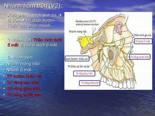 Nhánh hàm trên (V2):Nhánh hàm trên (V2):
• Xuất phát từ hạch sinh baXuất phát từ hạch sinh ba 
lỗ trònlỗ tròn  hố chân bướm-hố chân bướm-
Khẩu cái : phân nhánhKhẩu cái : phân nhánh
• 1 Nhánh tận1 Nhánh tận: Thần kinh dưới: Thần kinh dưới
ổ mắtổ mắt đi vào lỗ dưới ổ mắtđi vào lỗ dưới ổ mắt
• 6 Nhánh bên:6 Nhánh bên:
+ Nhánh màng não+ Nhánh màng não
+ Nhánh ổ mắt+ Nhánh ổ mắt
++ TK bướm khẩu cáiTK bướm khẩu cái
++ TK răng sau trênTK răng sau trên
++ TK răng giữa trênTK răng giữa trên
++ TK răng trước trênTK răng trước trên
 
