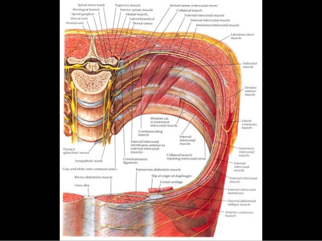 Dr. Pry - Tap Block: CLINICAL APPLICATION FOR PAIN 