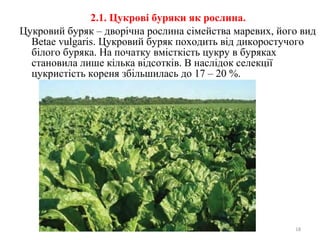 2.1. Цукрові буряки як рослина.
Цукровий буряк – дворічна рослина сімейства маревих, його вид
Betae vulgaris. Цукровий буряк походить від дикоростучого
білого буряка. На початку вмісткість цукру в буряках
становила лише кілька відсотків. В наслідок селекції
цукристість кореня збільшилась до 17 – 20 %.
18
 