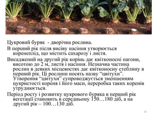Цукровий буряк - дворічна рослина.
В перший рік після висіву насіння утворюється
коренеплід, що містить сахарозу і листя.
Висаджений на другий рік корінь дає квітконосні пагони,
висотою до 2 м, листя і насіння. Незначна частина
рослин в деяких місцевостях дає квітконосну стеблину в
перший рік. Ці рослини носять назву “цвітухи”.
Утворення “цвітухи” супроводжується зменшенням
цукристості кореня і його маси, переробка таких коренів
утруднюється.
Період росту і розвитку цукрового буряка в перший рік
вегетації становить в середньому 150…180 діб, а на
другий рік – 100…130 діб.
19
 