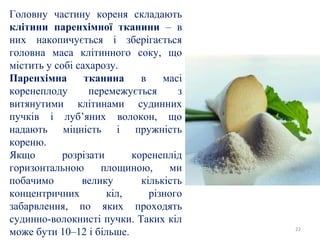Головну частину кореня складають
клітини паренхімної тканини – в
них накопичується і зберігається
головна маса клітинного соку, що
містить у собі сахарозу.
Паренхімна тканина в масі
коренеплоду перемежується з
витянутими клітинами судинних
пучків і луб’яних волокон, що
надають міцність і пружність
кореню.
Якщо розрізати коренеплід
горизонтальною площиною, ми
побачимо велику кількість
концентричних кіл, різного
забарвлення, по яких проходять
судинно-волокнисті пучки. Таких кіл
може бути 10–12 і більше. 22
 