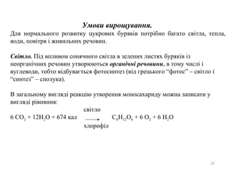Умови вирощування.
Для нормального розвитку цукрових буряків потрібно багато світла, тепла,
води, повітря і живильних речовин.
Світло. Під впливом сонячного світла в зелених листях буряків із
неорганічних речовин утворюються органічні речовини, в тому числі і
вуглеводи, тобто відбувається фотосинтез (від грецького “фотос” – світло і
“синтез” – сполука).
В загальному вигляді реакцію утворення моносахариду можна записати у
вигляді рівняння:
світло
6 СО2 + 12Н2О + 674 кал С6Н12О6 + 6 О2 + 6 Н2О
хлорофіл
24
 
