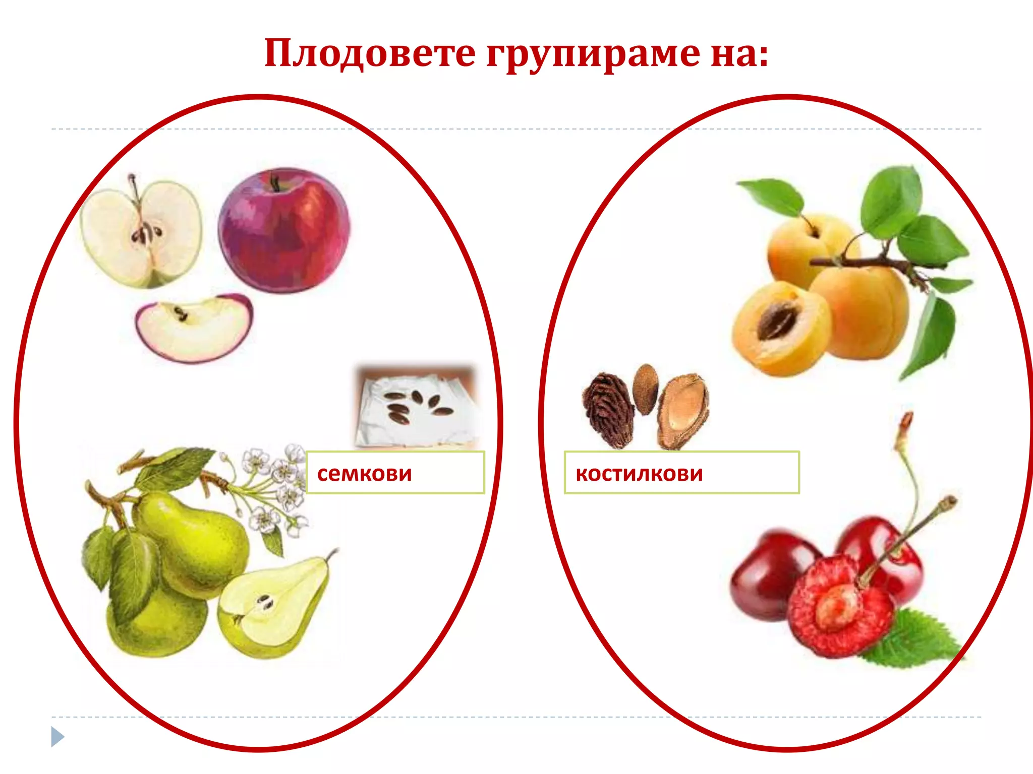 Плодовете групираме на:
костилковисемкови
 