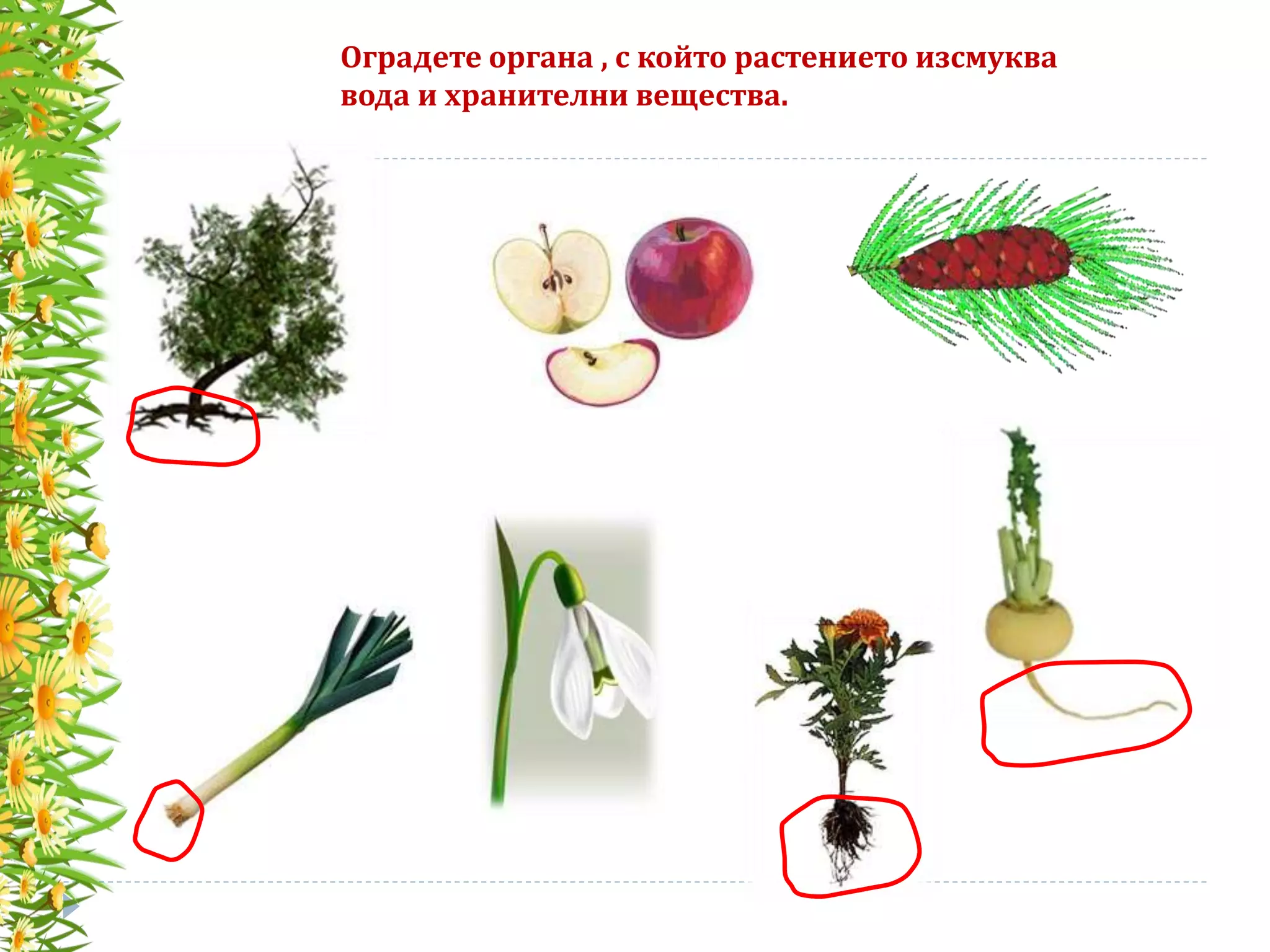 Оградете органа , с който растението изсмуква
вода и хранителни вещества.
 