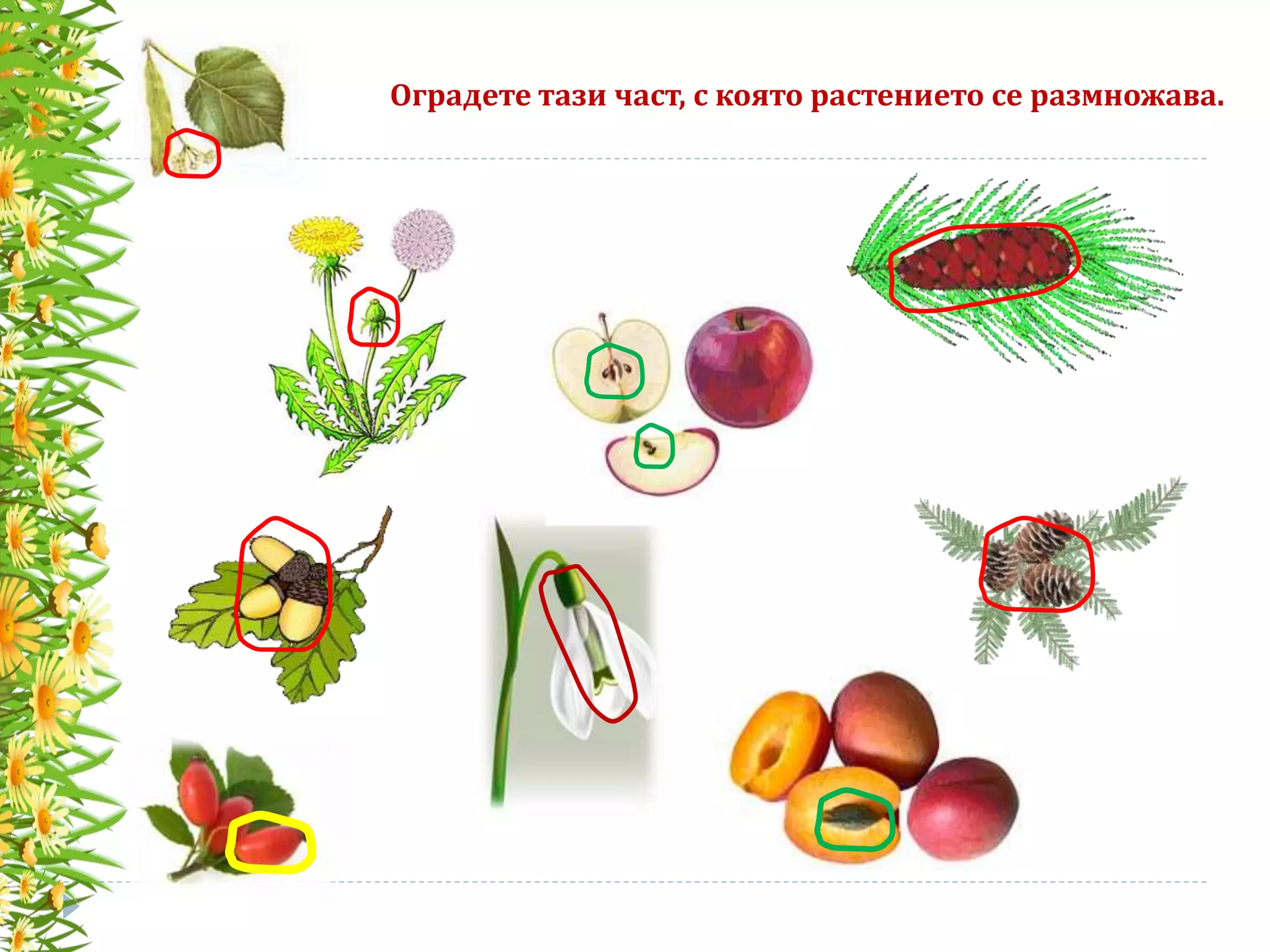 Оградете тази част, с която растението се размножава.
 