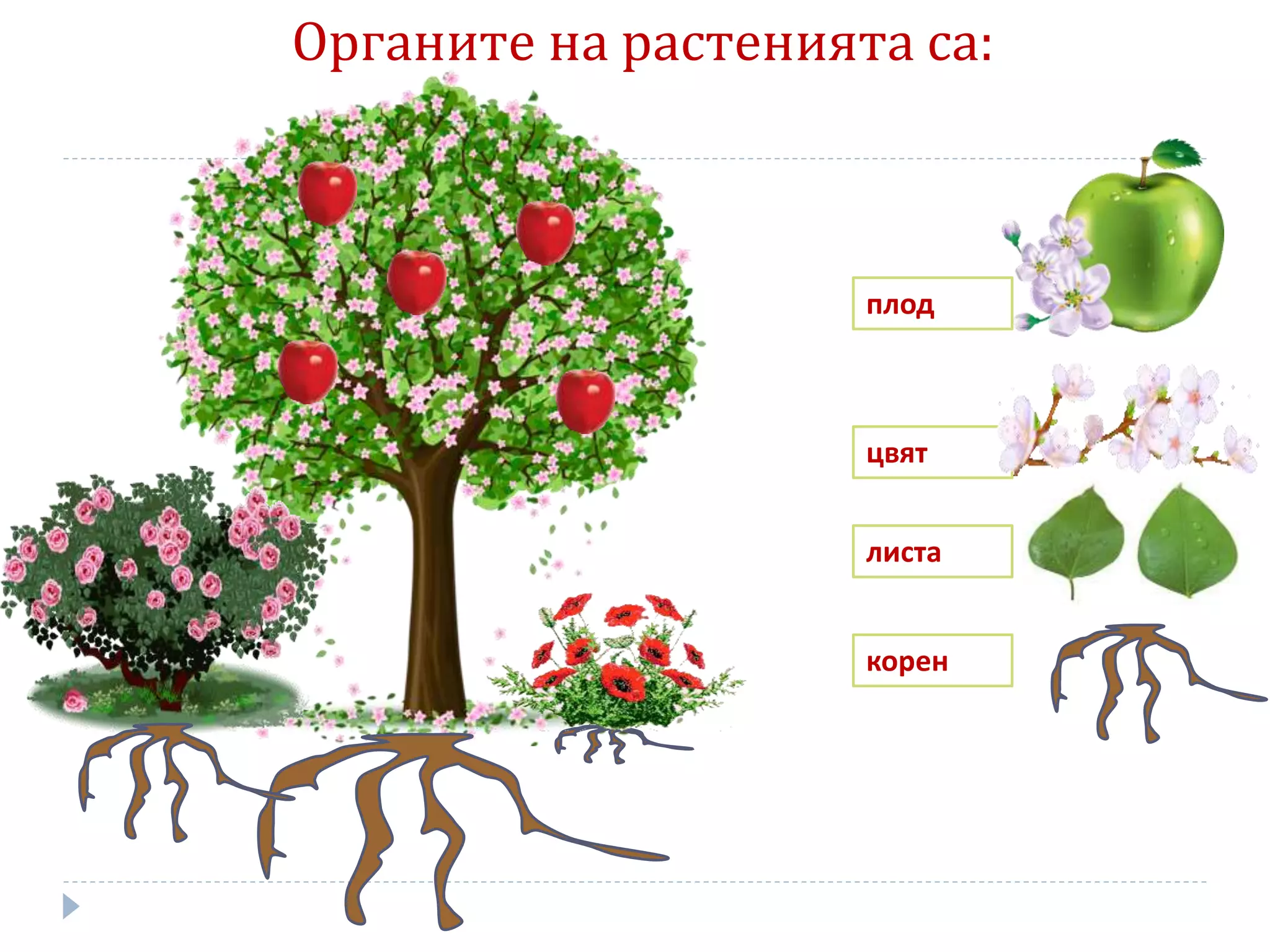 листа
цвят
корен
Органите на растенията са:
плод
 