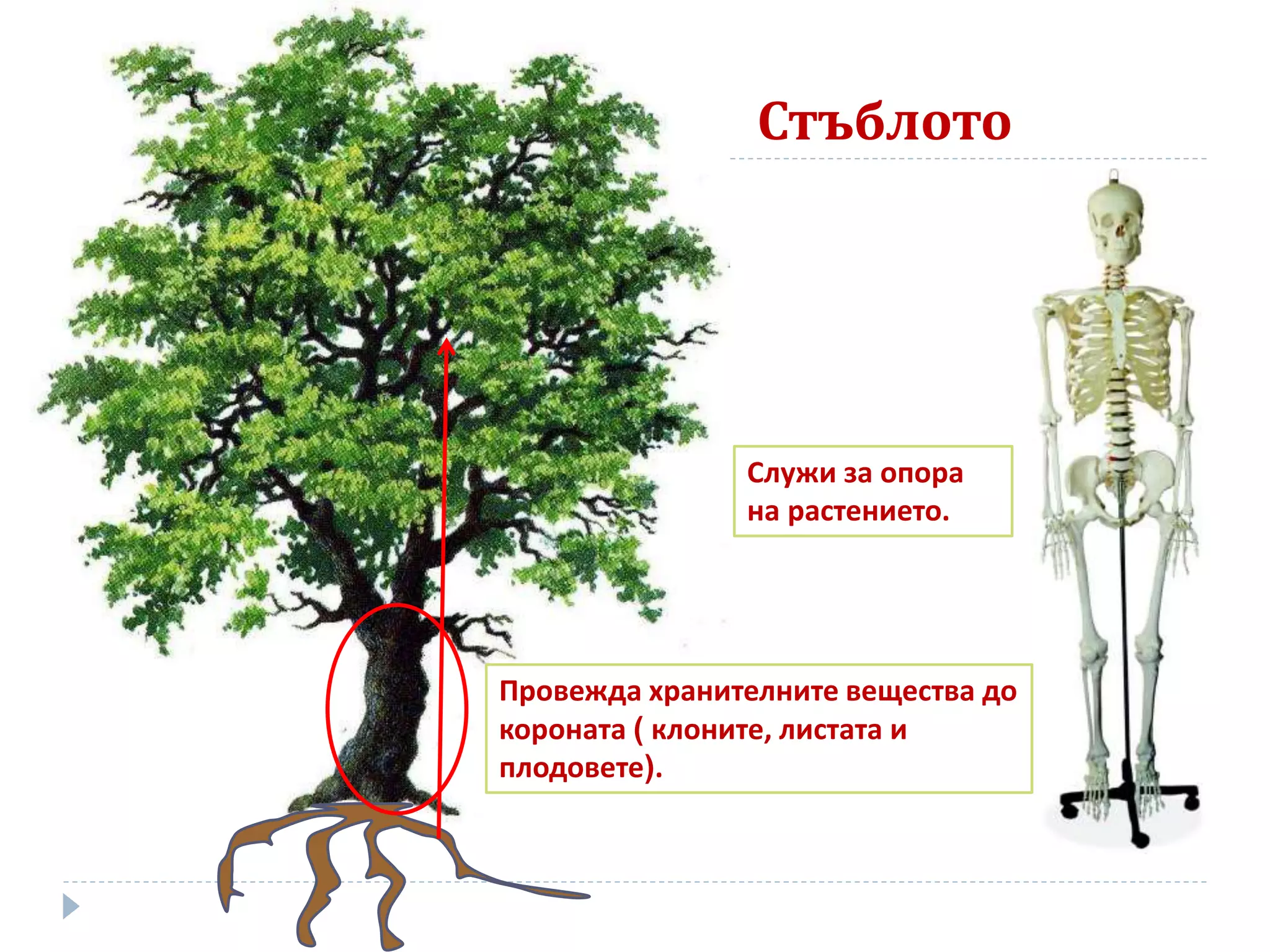 Стъблото
Провежда хранителните вещества до
короната ( клоните, листата и
плодовете).
Служи за опора
на растението.
 