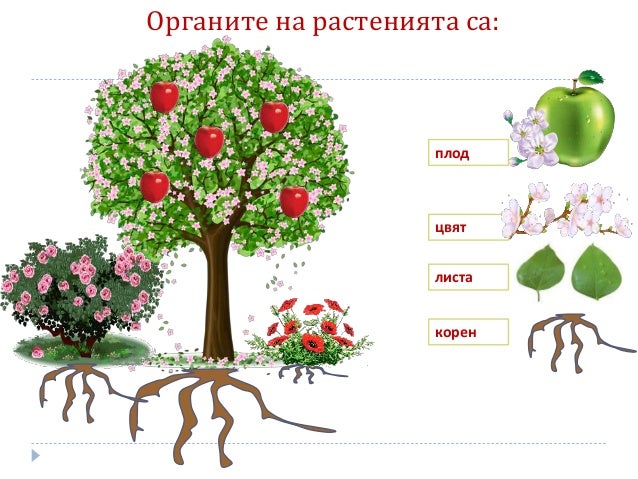 органи на растенията 1.клас