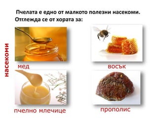 Пчелата е едно от малкото полезни насекоми.
Отглежда се от хората за:
мед
пчелно млечице прополис
восък
насекоми
 