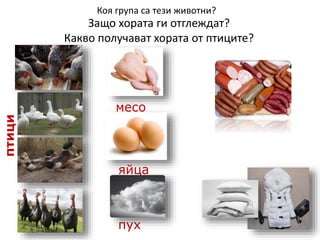 Защо хората ги отглеждат?
Какво получават хората от птиците?
месо
яйца
пух
птици Коя група са тези животни?
 