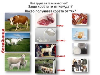 бозайници
Защо хората ги отглеждат?
Какво получават хората от тях?
Коя група са тези животни?
месо
мляко
вълна
кожа
 