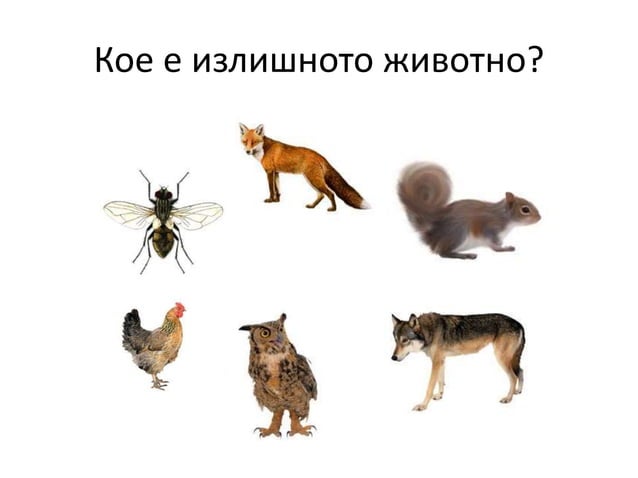 Диви и домашни животни 1.клас нов | PPT