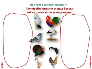 Групирайте птиците според белега,
кой се грижи за тях и къде живеят.
Коя група са тези животни?
диви
домашни
 