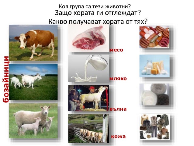 Диви и домашни животни 1.клас нов