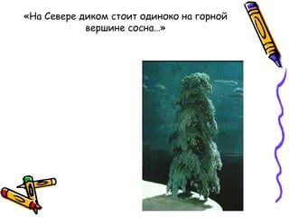 «На Севере диком стоит одиноко на горной
вершине сосна…»
 