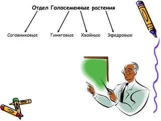 Отдел Голосеменные растения
Саговниковые Гинкговые Хвойные Эфедровые
 