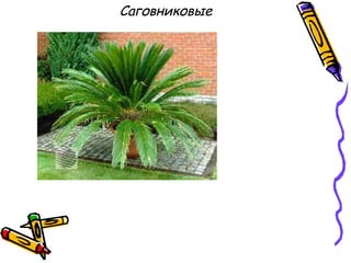 Саговниковые
 