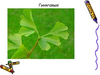 Гинкговые
 