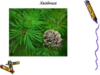 Хвойные
 
