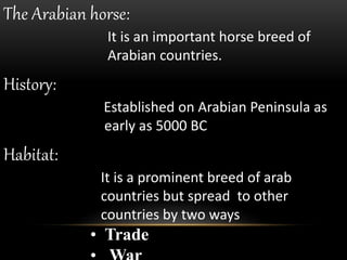 Arabian horse | PPTX