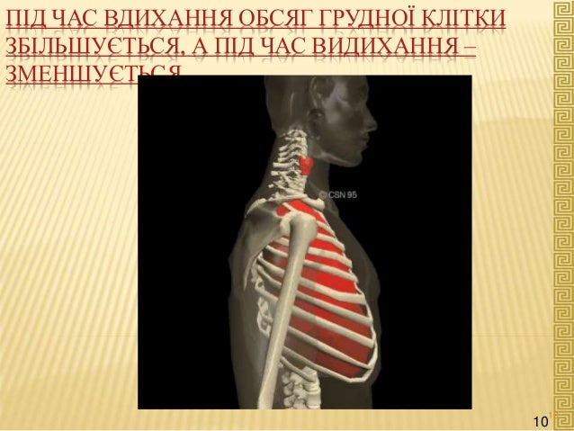 ПІД ЧАС ВДИХАННЯ ОБСЯГ ГРУДНОЇ КЛІТКИ
ЗБІЛЬШУЄТЬСЯ, А ПІД ЧАС ВИДИХАННЯ –
ЗМЕНШУЄТЬСЯ.
10
10
 