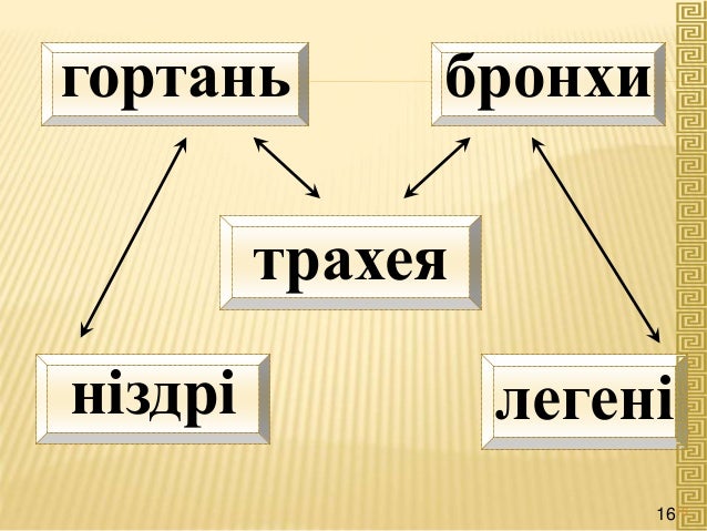 ніздрі легені
бронхигортань
трахея
1616
 
