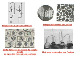 Microscopio de Leeuwenhoeck
Imagen observada por Hooke
Matraces empleados por Pasteur
Corte del ápice de la raíz de cebolla
donde
se aprecian los núcleos celulares
 