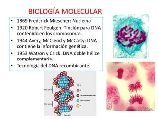 BIOLOGÍA MOLECULAR
• 1869 Frederick Miescher: Nucleína
• 1920 Robert Feulgen: Tinción para DNA
contenido en los cromosomas.
• 1944 Avery, McCleod y McCarty: DNA
contiene la información genética.
• 1953 Watson y Crick: DNA doble hélice
complementaria.
• Tecnología del DNA recombinante.
 