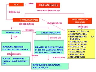 LOS IDENTIFICAMOS POR SUS
FUNCIONES VITALES CARACTERÍSTICAS
GENERALES
SON DE DOS TIPOS
METABOLISMO AUTOPERPETUACIÓN
SON
REACCIONES QUÍMICAS
QUE HACEN POSIBLE LA VIDA
ESTAS PRODUCEN
NUEVOS MATERIALES Y
ENERGÍA BIOLÓ-GICAMENTE
ÚTIL
SON LAS QUE
PERMITEN LA SUPER-VIVENCIA
DE LOS OR- GANISMOS, COMO
IN-DIVIDUOS Y COMO ESPECIE
A TRAVÉS DE LA
REPRODUCCIÓN, REGULACIÓN,
ADAPTACIÓN, ETC.
ENTRE ELLAS
POSEEN CÉLULAS
ORGANIZACIÓN
TRANSFORMAN LA
ENERGÍA
REPRODUCCIÓN
IRRITABILIDAD
HOMEOSTASIA
CRECIMIENTO
DESARROLLO
ADAPTACIÓN
MOVIMIENTO
HACEN POSIBLE LA
TIENEN
VIDA
PARA LA
DEBIDO A SUS
REGULA AL
ORGANISMOS
 