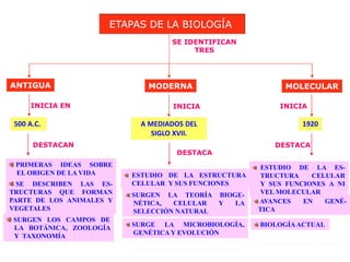 ANTIGUA MODERNA MOLECULAR
SE IDENTIFICAN
TRES
INICIA EN
500 A.C.
DESTACAN
INICIA
A MEDIADOS DEL
SIGLO XVII.
DESTACA
INICIA
1920
DESTACA
ESTUDIO DE LA ES-
TRUCTURA CELULAR
Y SUS FUNCIONES A NI
VEL MOLECULAR
AVANCES EN GENÉ-
TICA
BIOLOGÍAACTUAL
PRIMERAS IDEAS SOBRE
EL ORIGEN DE LA VIDA
SE DESCRIBEN LAS ES-
TRUCTURAS QUE FORMAN
PARTE DE LOS ANIMALES Y
VEGETALES
SURGEN LOS CAMPOS DE
LA BOTÁNICA, ZOOLOGÍA
Y TAXONOMÍA
ESTUDIO DE LA ESTRUCTURA
CELULAR Y SUS FUNCIONES
SURGEN LA TEORÍA BIOGE-
NÉTICA, CELULAR Y LA
SELECCIÓN NATURAL
SURGE LA MICROBIOLOGÍA,
GENÉTICA Y EVOLUCIÓN
ETAPAS DE LA BIOLOGÍA
 