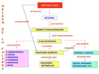 SE DERIVA DE
METABOLE
QUE SIGNIFICA
CAMBIO O TRANSFORMACIÓN
¿QUE TRANSFORMAMOS ?
A LOS NUTRIENTES
LOS CUALES SON
CARBOHIDRATOS
LÍPIDOS
PROTEÍNAS
VITAMINAS
MINERALES
AGUA
A TRAVÉS DE
REACCIONES QUÍMICAS
CONOCIDAS COMO
REACCIONES
METABÓLICAS
PARA OBTENER
MATERIA Y ENERGÍA
NECESARIA PARA
CRECER, REPARARSE
REPRODUCIRSE, ETC.
O
R
I
G
E
N
D
E
L
A
P
A
L
A
B
R
A
SE DEFINE COMO
NECESARIAS
METABOLISMO
 