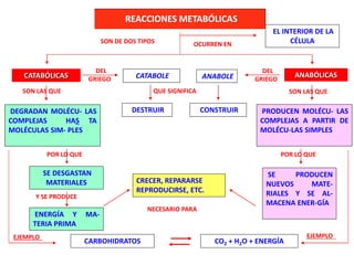 SON DE DOS TIPOS
CATABÓLICAS ANABÓLICAS
DEL
GRIEGO CATABOLE
QUE SIGNIFICA
DESTRUIR
SON LAS QUE
DEGRADAN MOLÉCU- LAS
COMPLEJAS HAS TA
MOLÉCULAS SIM- PLES
POR LO QUE
SE DESGASTAN
MATERIALES
Y SE PRODUCE
ENERGÍA Y MA-
TERIA PRIMA
DEL
GRIEGOANABOLE
EJEMPLO
CARBOHIDRATOS CO2 + H2O + ENERGÍA
NECESARIO PARA
CRECER, REPARARSE
REPRODUCIRSE, ETC.
CONSTRUIR
SON LAS QUE
PRODUCEN MOLÉCU- LAS
COMPLEJAS A PARTIR DE
MOLÉCU-LAS SIMPLES
EJEMPLO
POR LO QUE
SE PRODUCEN
NUEVOS MATE-
RIALES Y SE AL-
MACENA ENER-GÍA
OCURREN EN
EL INTERIOR DE LA
CÉLULA
REACCIONES METABÓLICAS
 