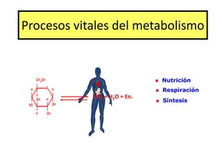 Procesos vitales del metabolismo
Nutrición
Respiración
Síntesis
CO2 + H2O + En.
 