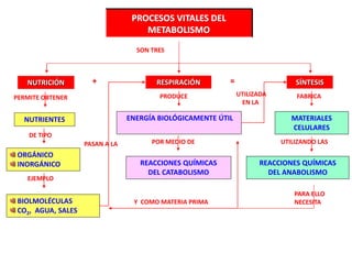 PROCESOS VITALES DEL
METABOLISMO
SON TRES
NUTRICIÓN RESPIRACIÓN SÍNTESIS
PERMITE OBTENER
NUTRIENTES
DE TIPO
ORGÁNICO
INORGÁNICO
EJEMPLO
BIOLMOLÉCULAS
CO2, AGUA, SALES
PASAN A LA
PRODUCE
ENERGÍA BIOLÓGICAMENTE ÚTIL
POR MEDIO DE
REACCIONES QUÍMICAS
DEL CATABOLISMO
UTILIZADA
EN LA
FABRICA
MATERIALES
CELULARES
UTILIZANDO LAS
REACCIONES QUÍMICAS
DEL ANABOLISMO
+ =
PARA ELLO
NECESITAY COMO MATERIA PRIMA
 