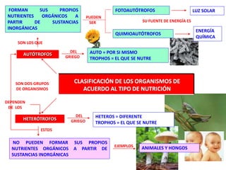 FORMAN SUS PROPIOS
NUTRIENTES ORGÁNICOS A
PARTIR DE SUSTANCIAS
INORGÁNICAS
CLASIFICACIÓN DE LOS ORGANISMOS DE
ACUERDO AL TIPO DE NUTRICIÓN
SON DOS GRUPOS
DE ORGANISMOS
AUTÓTROFOS
HETERÓTROFOS
DEL
GRIEGO
AUTO = POR SI MISMO
TROPHOS = EL QUE SE NUTRE
SON LOS QUE
PUEDEN
SER
FOTOAUTÓTROFOS
QUIMIOAUTÓTROFOS
SU FUENTE DE ENERGÍA ES
LUZ SOLAR
ENERGÍA
QUÍMICA
DEL
GRIEGO
HETEROS = DIFERENTE
TROPHOS = EL QUE SE NUTRE
ESTOS
NO PUEDEN FORMAR SUS PROPIOS
NUTRIENTES ORGÁNICOS A PARTIR DE
SUSTANCIAS INORGÁNICAS
DEPENDEN
DE LOS
EJEMPLOS ANIMALES Y HONGOS
 